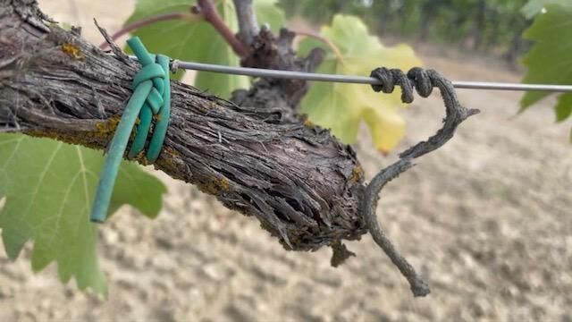 Cover image of the project Monolog Weinrebe