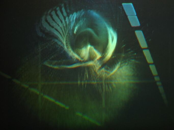 Cover image of the project Kunstspringer