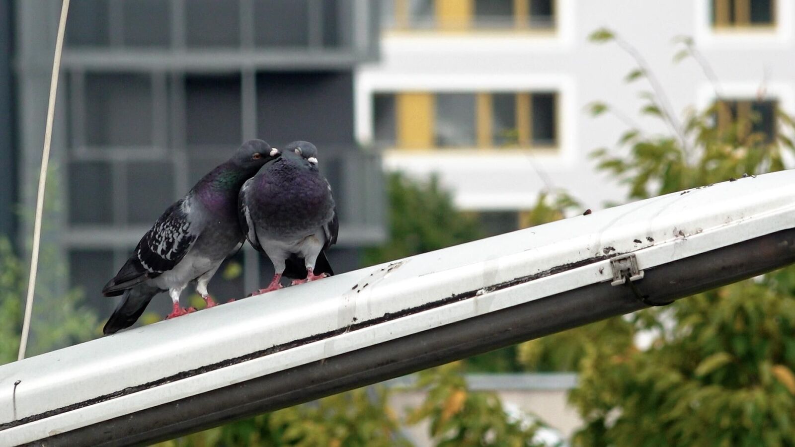 Gallery image of the project Picnic at Hanging Rock