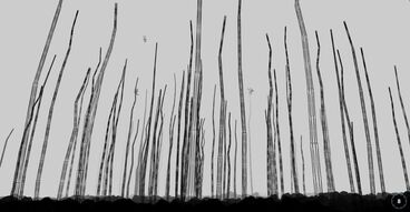 Cover image of the project The Invisible Warbler