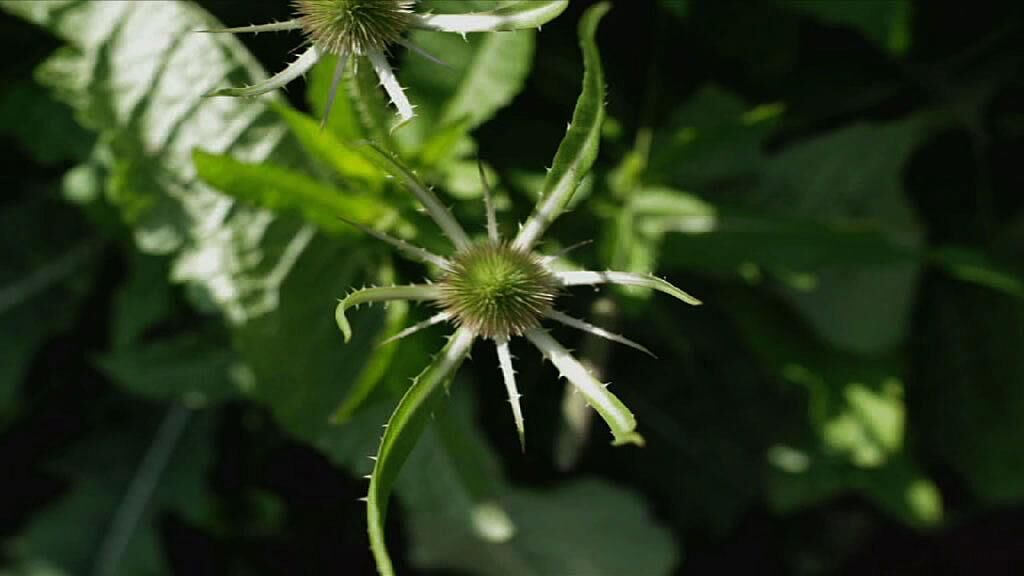 Cover image of the project ATROPA