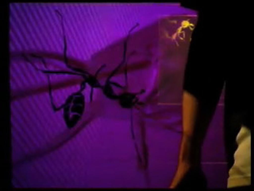 Gallery image of the project 1.ant.ity
