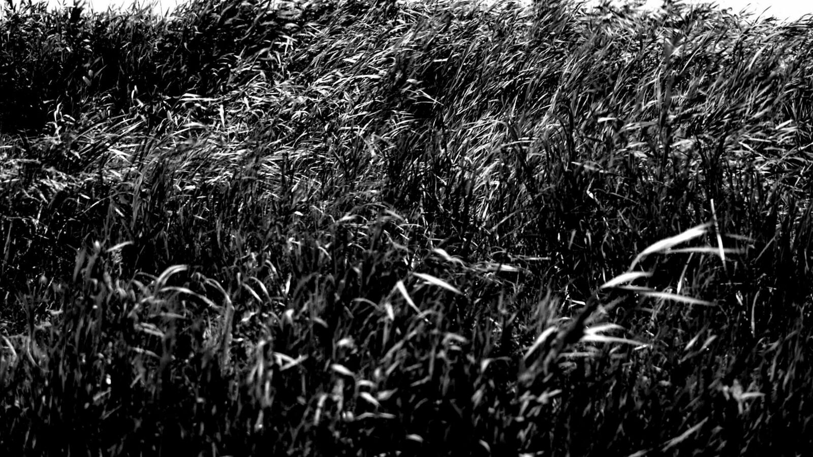 Gallery image of the project Laniakea