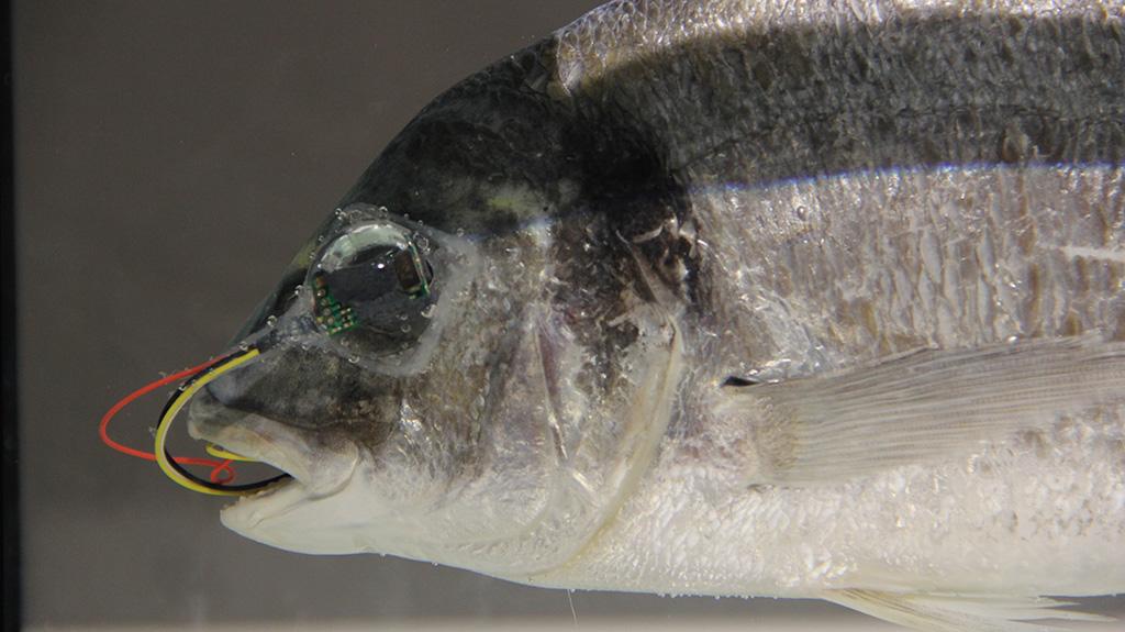 Gallery image of the project C