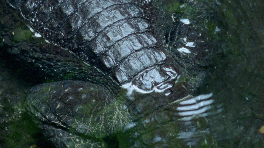 Cover image of the project Crocodile Nest