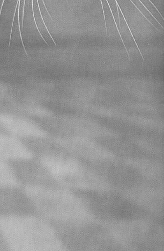 Cover image of the project In the end there will be no thing at all