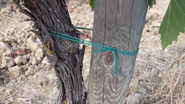 Gallery image of the project Monolog Weinrebe