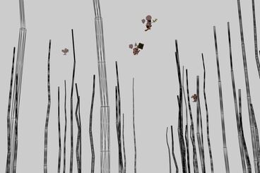 Gallery image of the project The Invisible Warbler