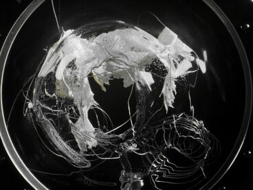 Julian Qentin, Territory (Still)