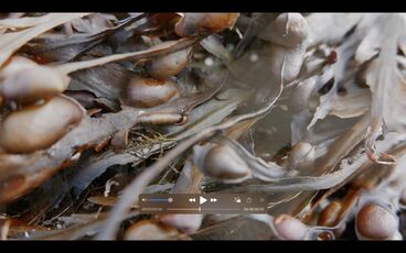 Gallery image of the project Gestures of belonging