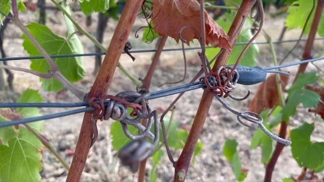 Gallery image of the project Monolog Weinrebe