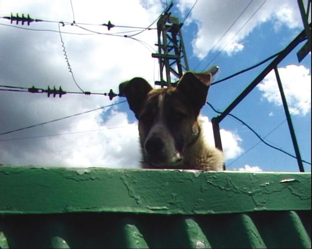 Cover image of the project Hund entlaufen