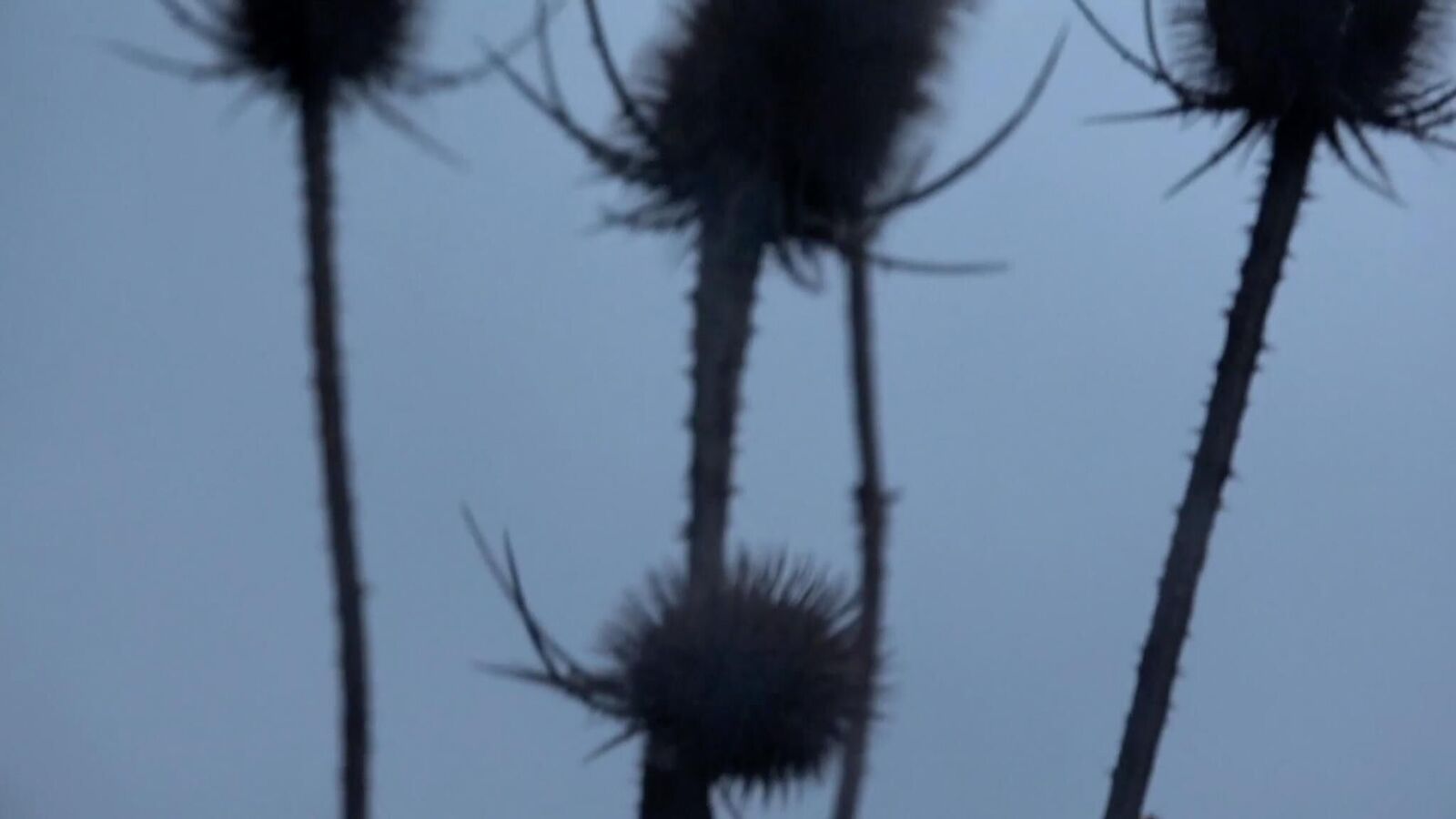 Gallery image of the project Weeding