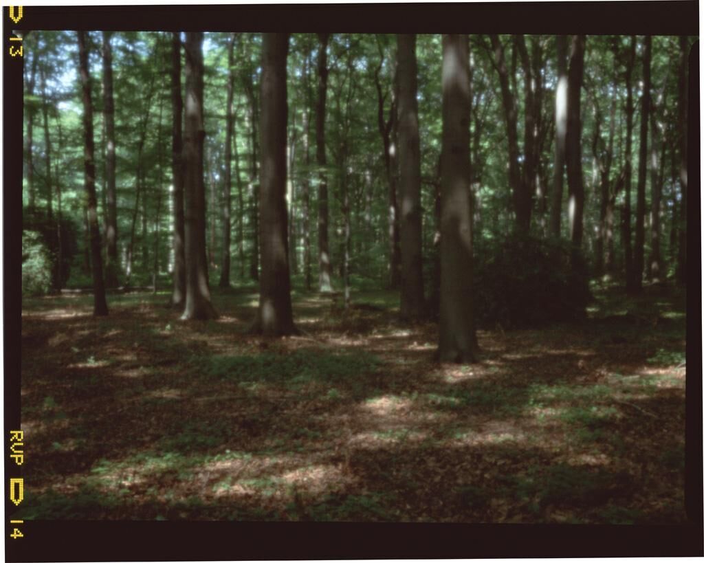 Gallery image of the project silva obscura