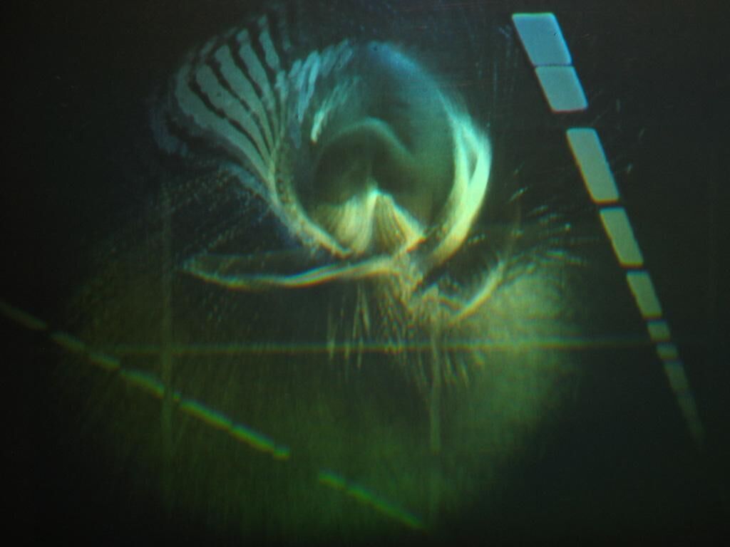 Cover image of the project Kunstspringer