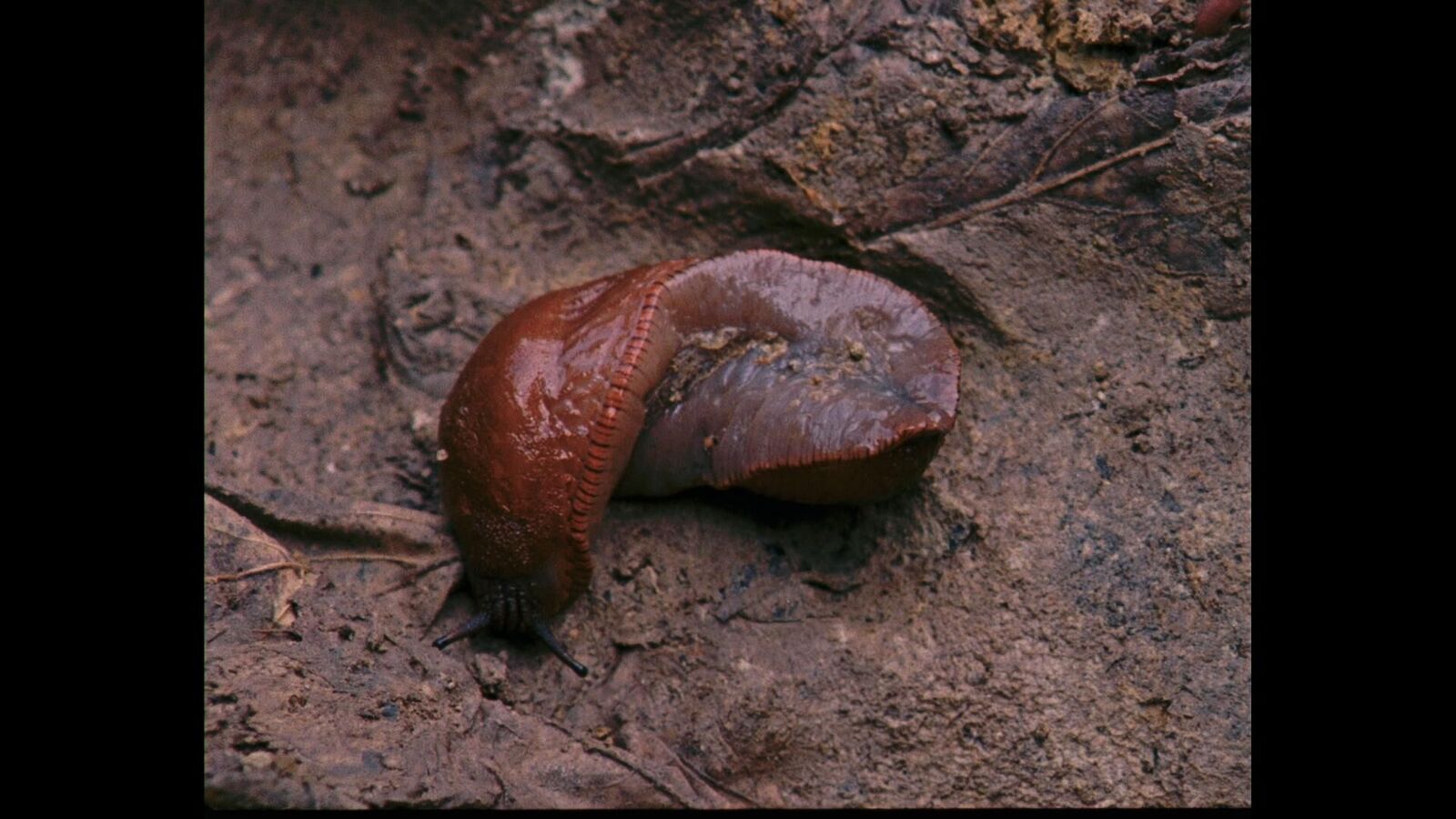 Gallery image of the project Picnic at Hanging Rock