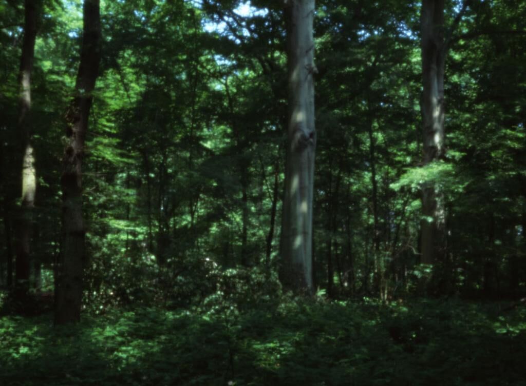 Gallery image of the project silva obscura