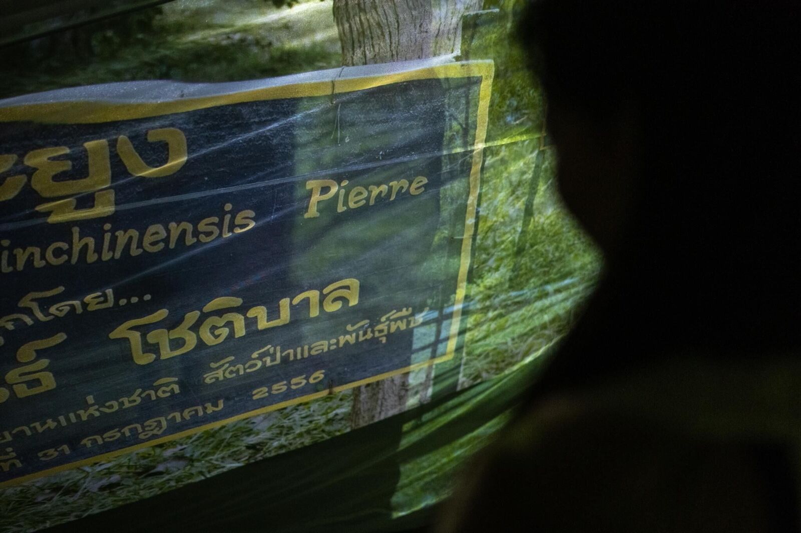 Gallery image of the project Crimson Sap Flowing Through My Veins