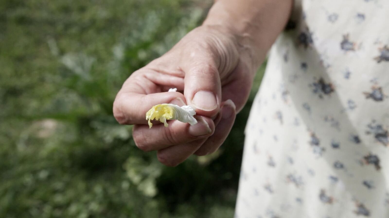 Hand, Fingernagel, Pflänzchen in Hand, weißes Kleid mit blauem Blumenmuster, grüne Wiese, stehend, in Kamera zeigend 