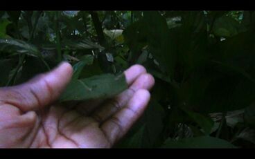 EL SUEÑO Gallery image of the project EL SUEÑO (Director´s Cut)