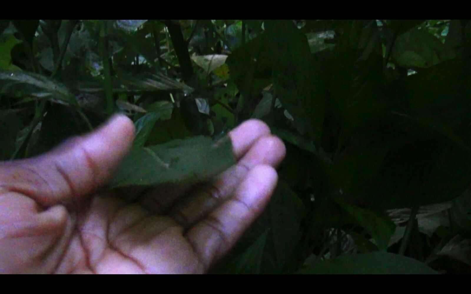 Gallery image of the project EL SUEÑO (Director´s Cut)