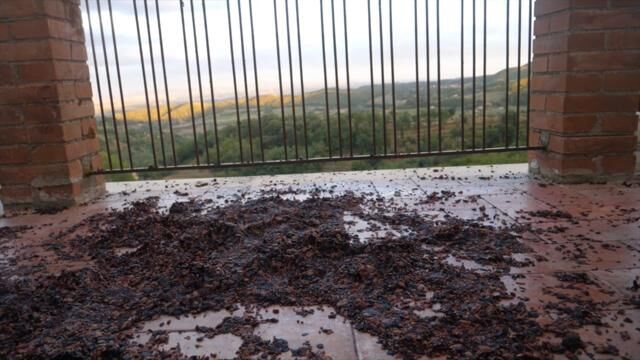 Gallery image of the project Vino Dance