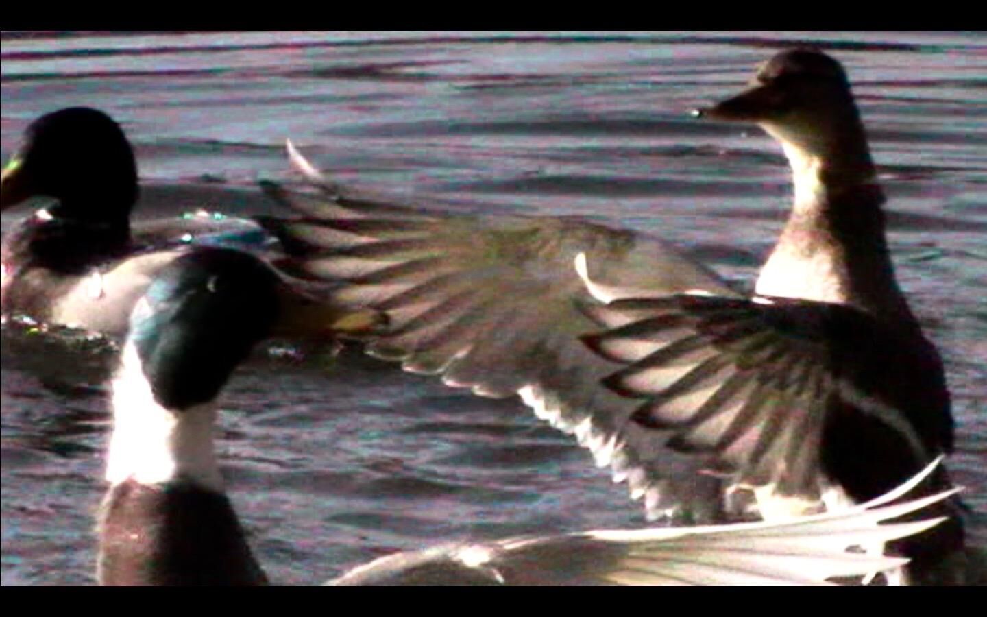 Gallery image of the project Dokumentarische Miniaturen 2021