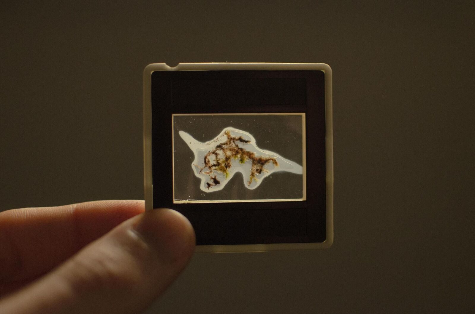 Gallery image of the project Swamp optical trance