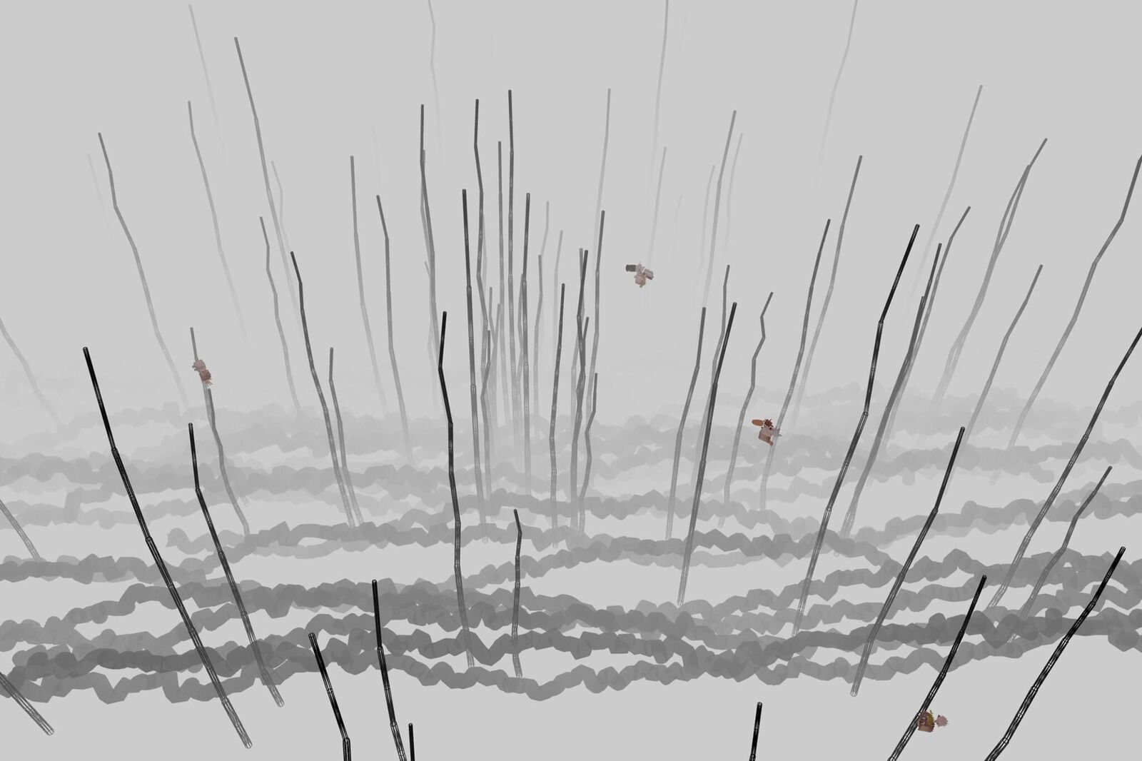 Gallery image of the project The Invisible Warbler