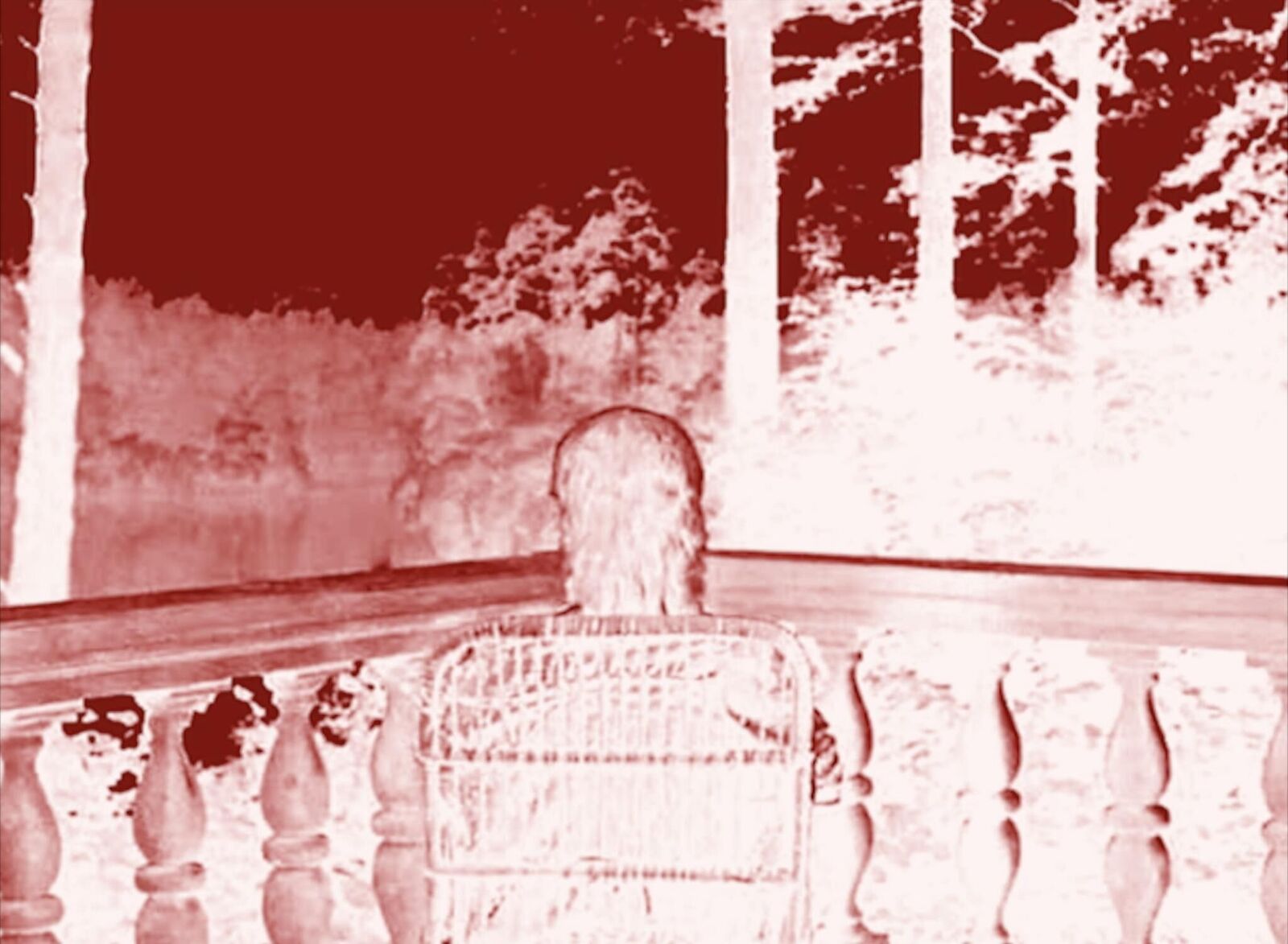 Gallery image of the project Lap Dogs