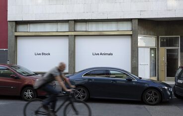 Live Stock / Live Animals Cover image of the project Live Stock / Live Animals