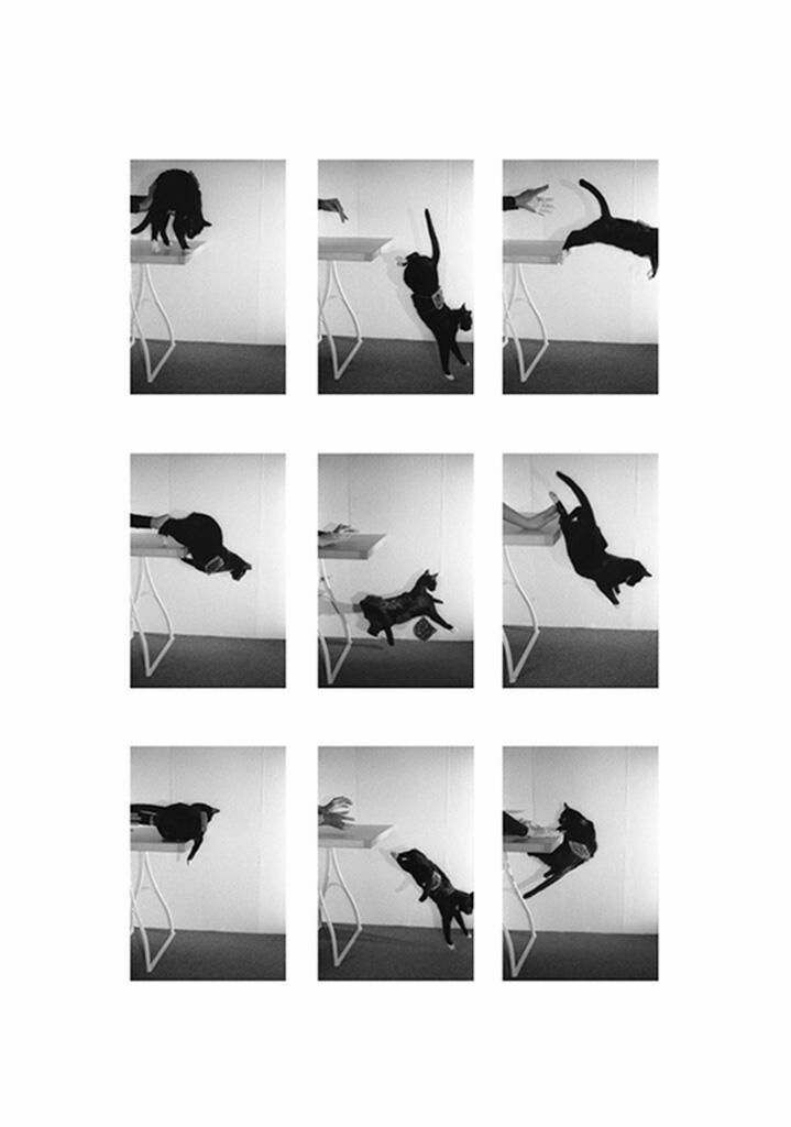 Gallery image of the project Katze mit Marmeladenbrot