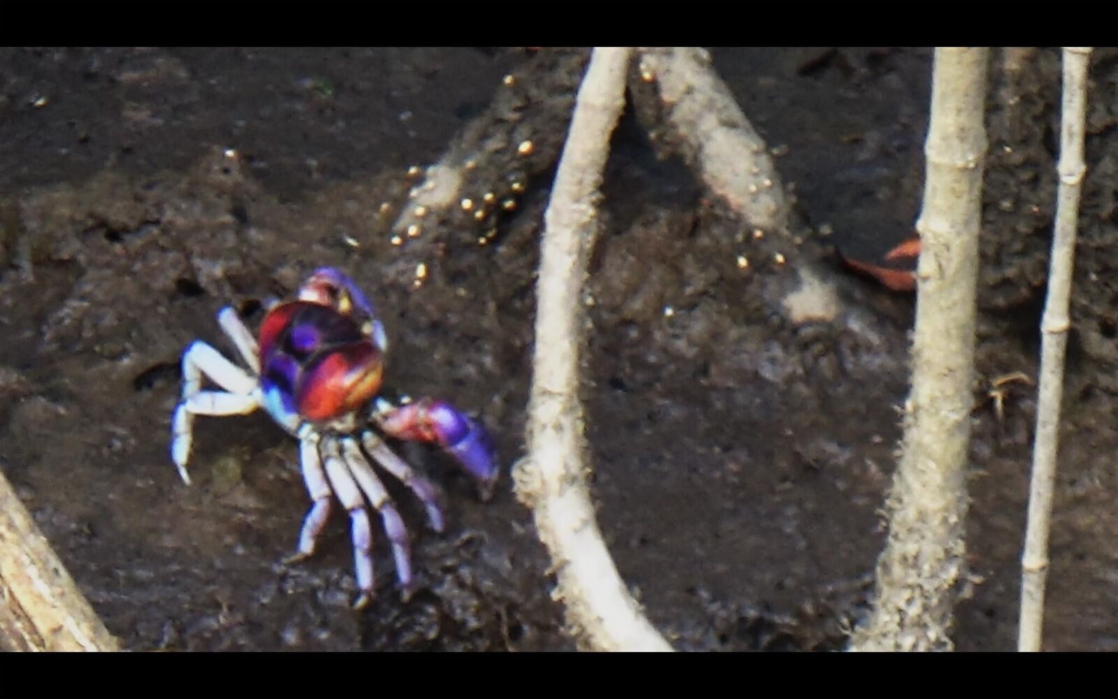 Gallery image of the project EL SUEÑO (Director´s Cut)