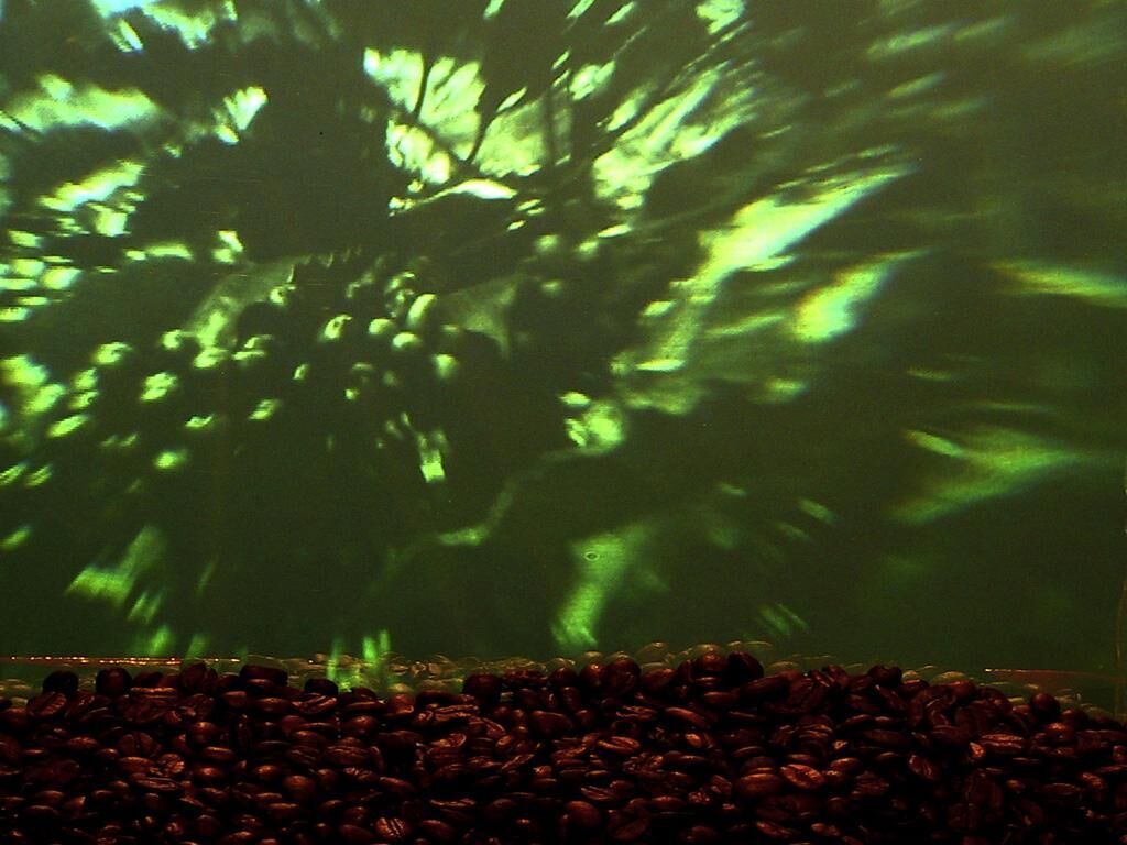 Cover image of the project Gute Reie