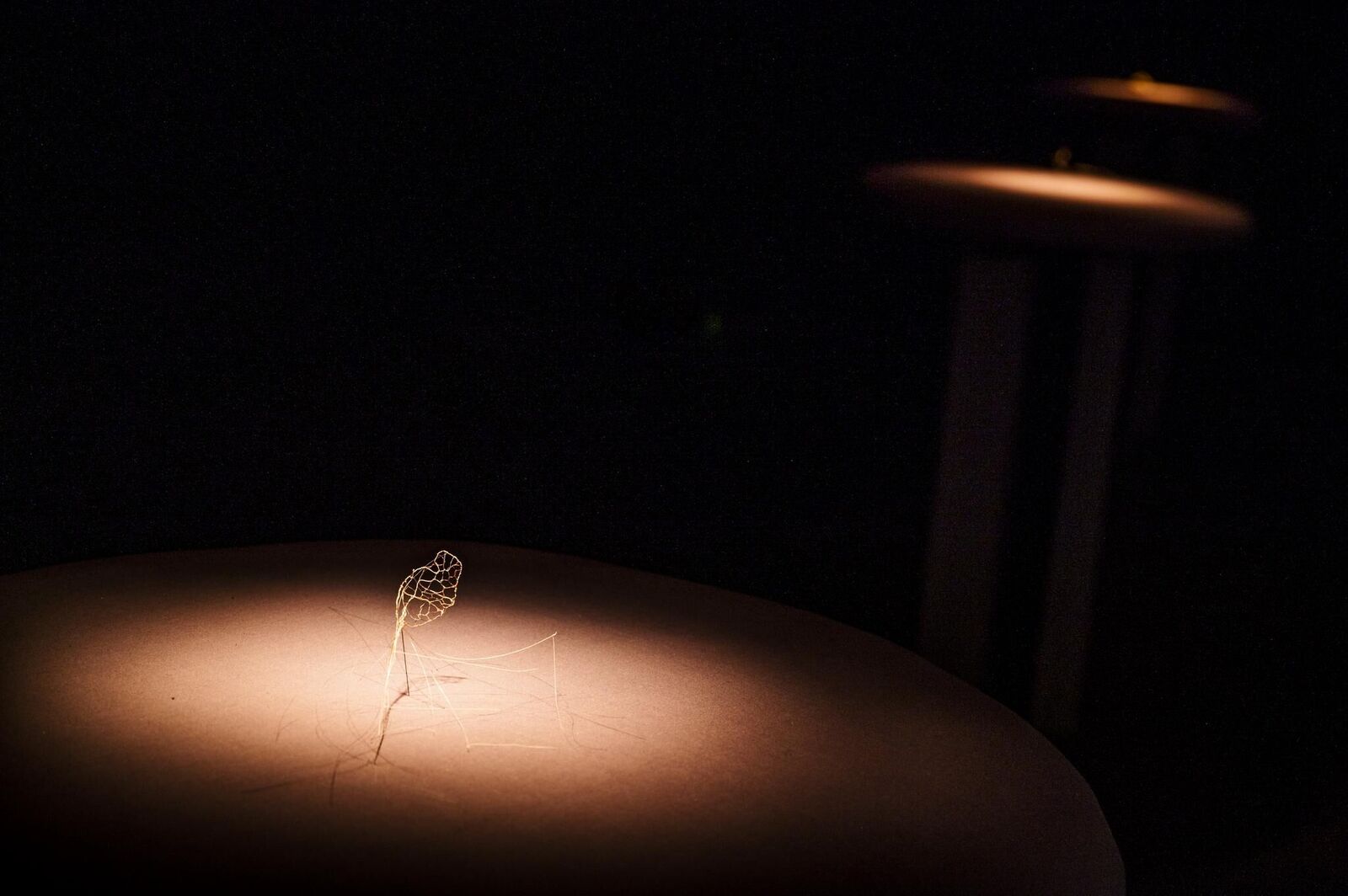 Gallery image of the project «Dann kommen ja die grünen Vögel nicht mehr wieder, wenn die Kastanien weg sind»