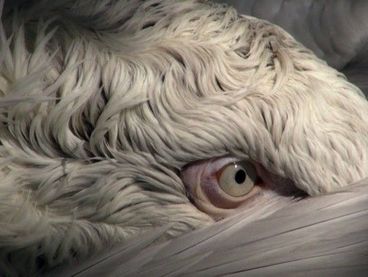 Ulu Braun: Birds
