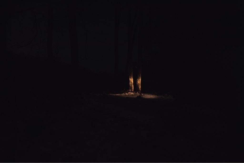 Gallery image of the project Waldfoto