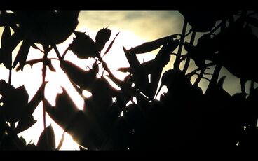 EL SUEÑO Gallery image of the project EL SUEÑO (Director´s Cut)