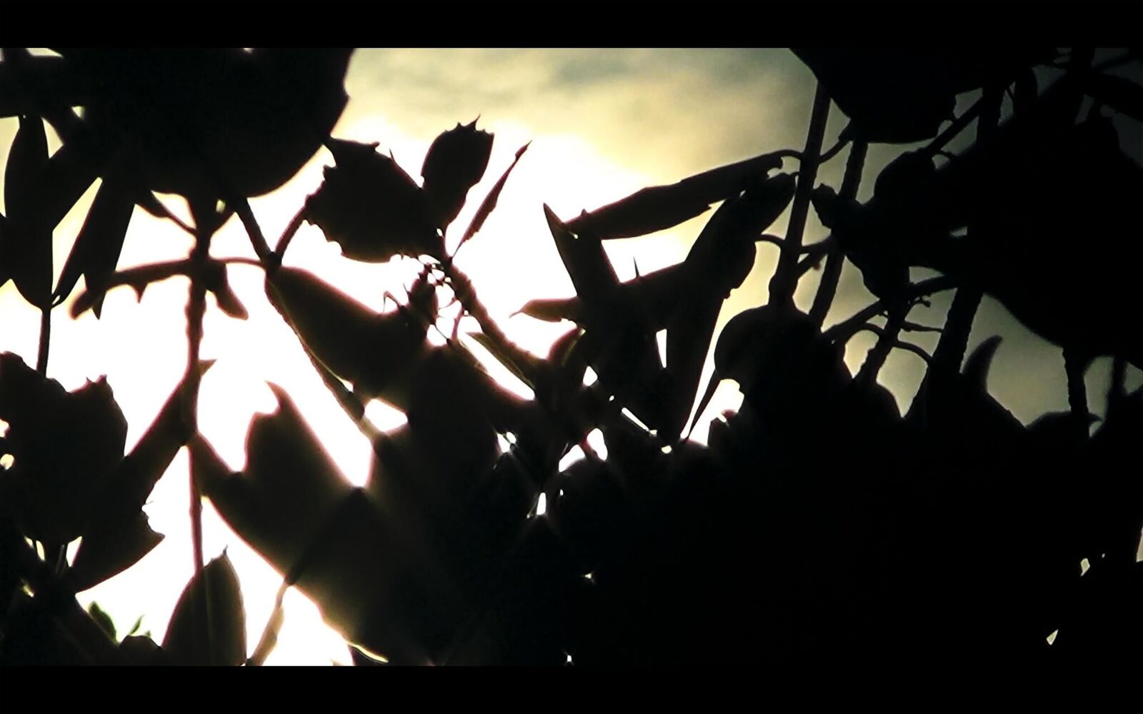 Gallery image of the project EL SUEÑO (Director´s Cut)