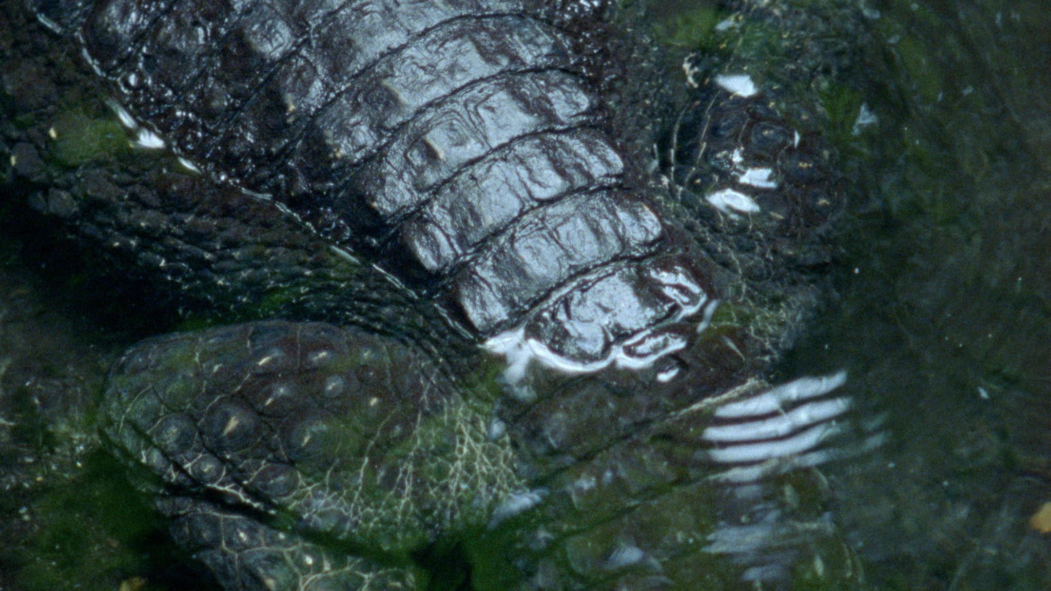 Cover image of the project Crocodile Nest