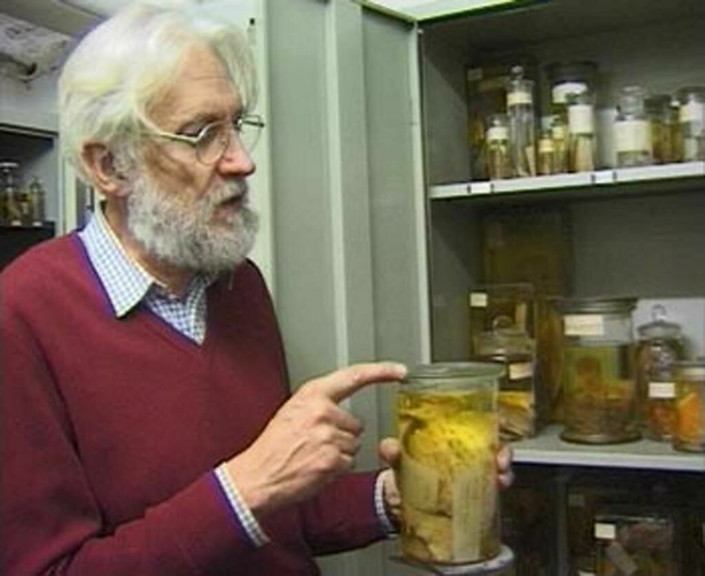 Cover image of the project Die Ordnung der Tiere