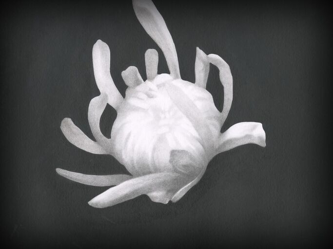 Cover image of the project Chrysanthemum