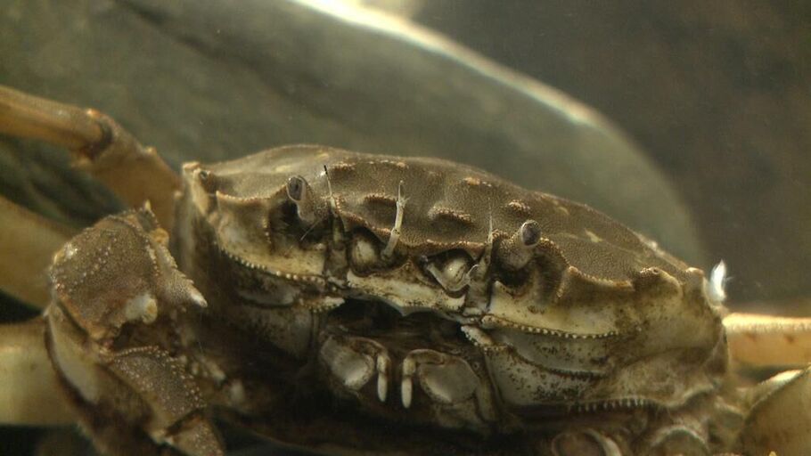 Cover image of the project Shanghai-Crab